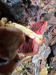 Cortinarius smithii