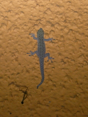 Lygodactylus chobiensis