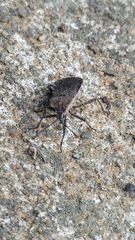 Hypselonotini