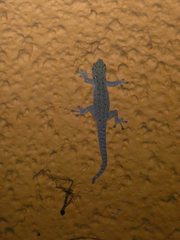 Lygodactylus chobiensis