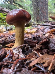 Cortinarius smithii