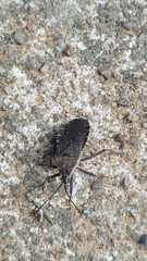 Hypselonotini
