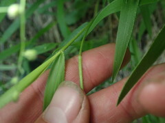 Dichanthelium leibergii