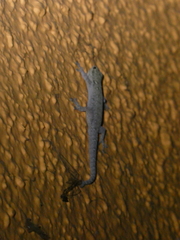 Lygodactylus chobiensis