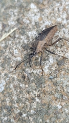 Hypselonotini