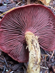 Cortinarius smithii