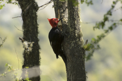 Campephilus magellanicus