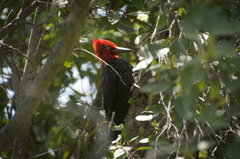 Campephilus magellanicus