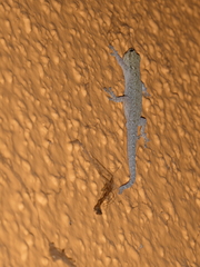 Lygodactylus chobiensis