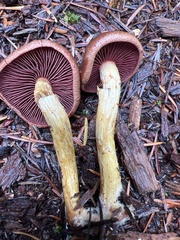 Cortinarius smithii