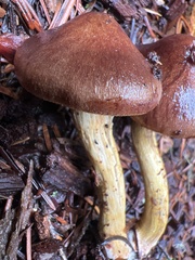 Cortinarius smithii