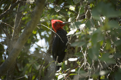 Campephilus magellanicus