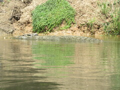 Crocodylus niloticus