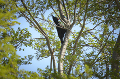 Campephilus magellanicus