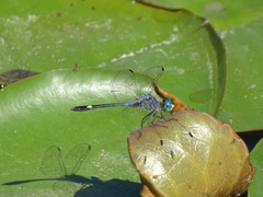 Micrathyria aequalis