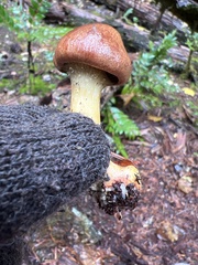 Cortinarius smithii