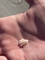 Plicatula gibbosa
