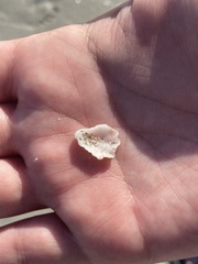 Plicatula gibbosa