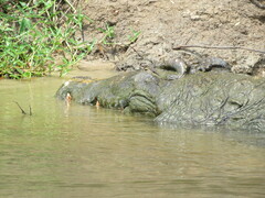 Crocodylus niloticus