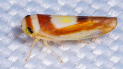 Colladonus clitellarius