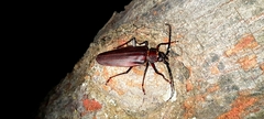 Ctenoscelis coeus