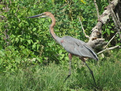 Ardea goliath