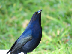 Molothrus bonariensis