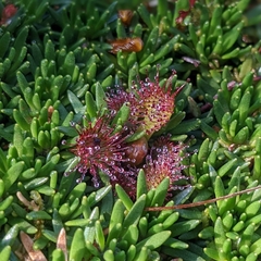 Drosera uniflora