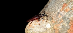 Ctenoscelis coeus