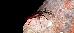 Ctenoscelis coeus