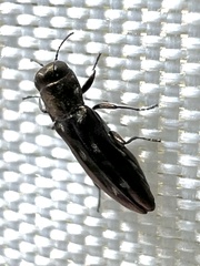 Agrilus pseudofallax