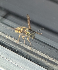 Vespula