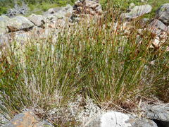 Oreojuncus trifidus