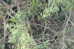 Pulsatrix perspicillata