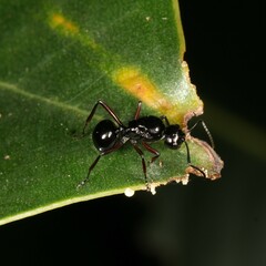 Polyrhachis australis