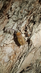 Acanthinodera cumingii