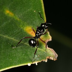 Polyrhachis australis