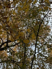Populus deltoides wislizenii