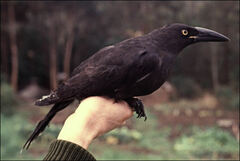 Strepera fuliginosa