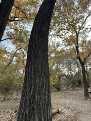 Populus deltoides wislizenii