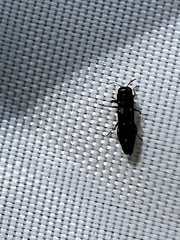 Agrilus pseudofallax