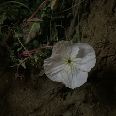 Oenothera acaulis