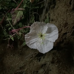 Oenothera acaulis