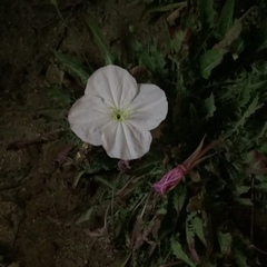 Oenothera acaulis