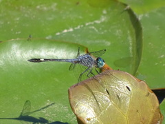 Micrathyria aequalis