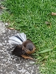 Rhipidura fuliginosa