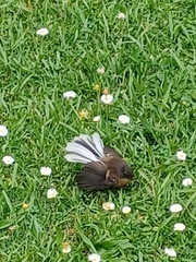 Rhipidura fuliginosa