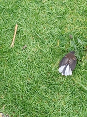 Rhipidura fuliginosa