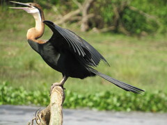 Anhinga rufa