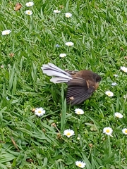 Rhipidura fuliginosa